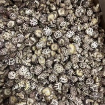 产地湖北精品茶花菇肉质鲜嫩产地直发品质保证！欢迎下单订购