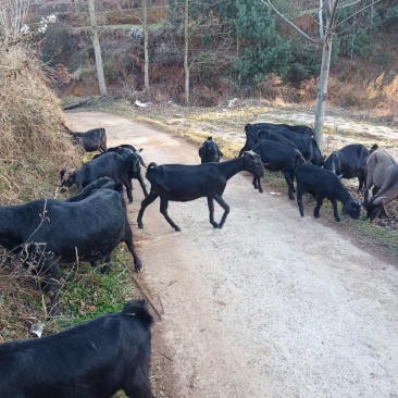 正宗本地黑山羊小耳朵正宗跑山的