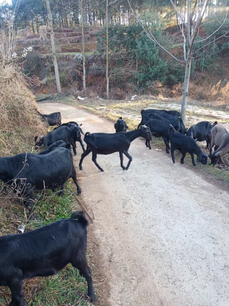 正宗本地黑山羊小耳朵正宗跑山的