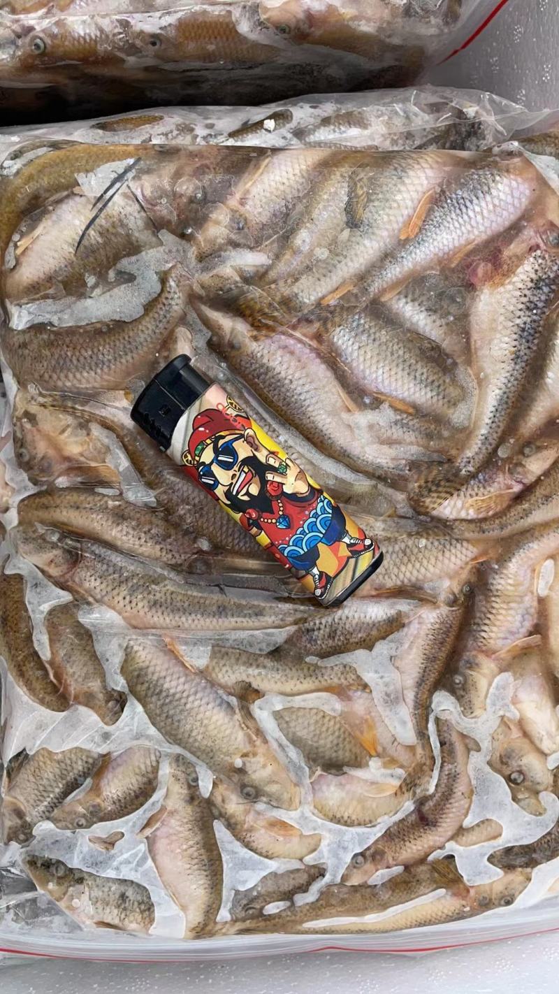 麦穗鱼