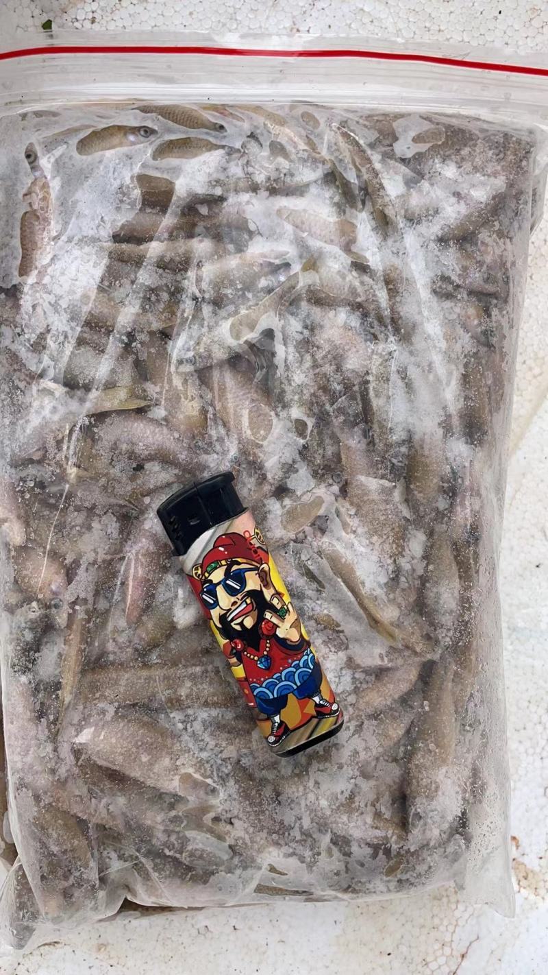 麦穗鱼