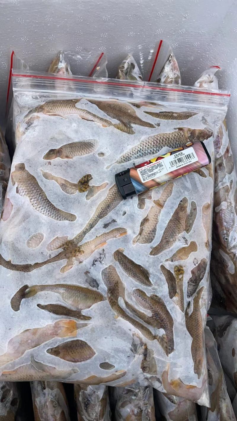 麦穗鱼