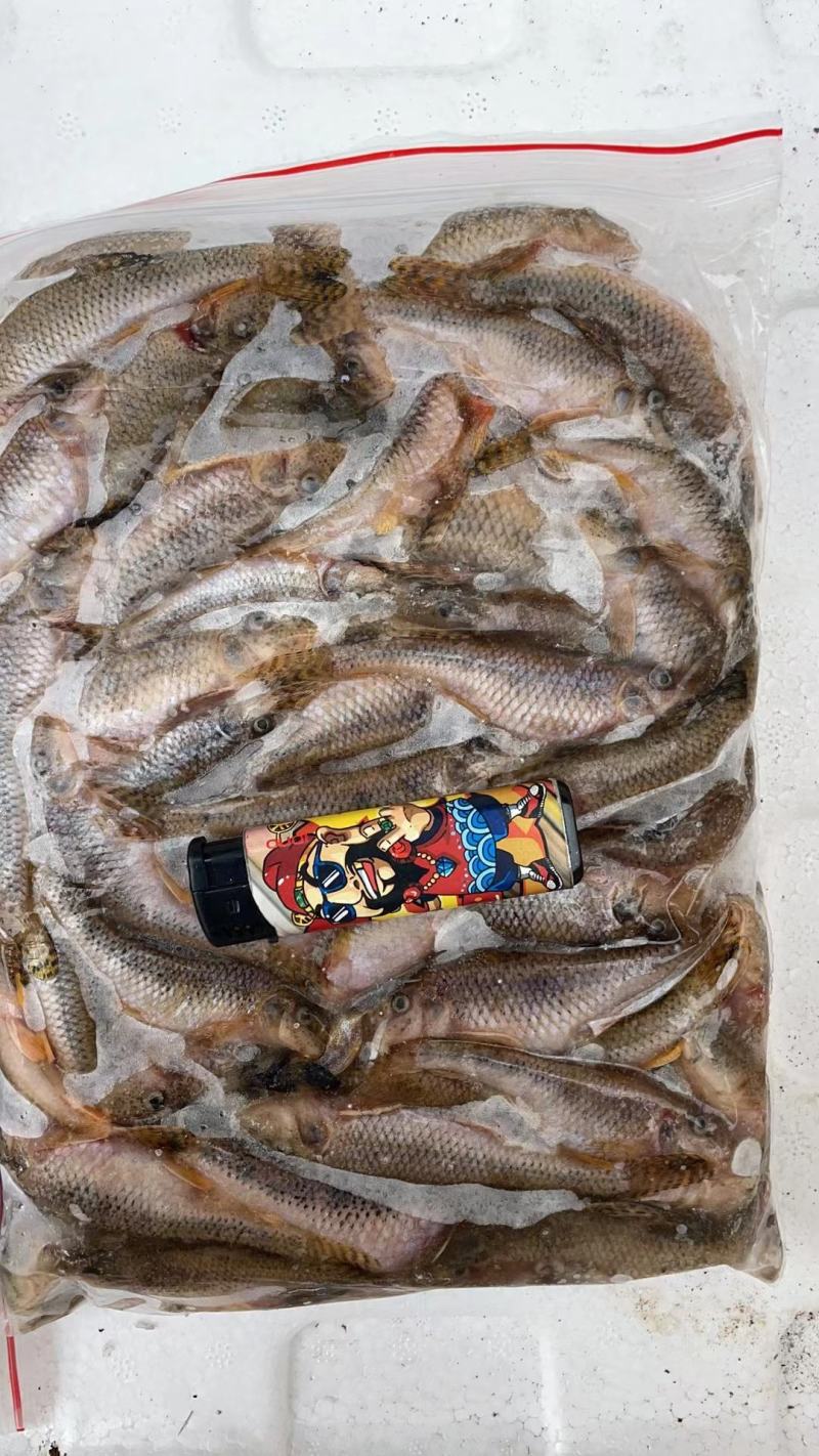 麦穗鱼