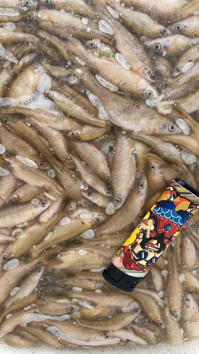 麦穗鱼