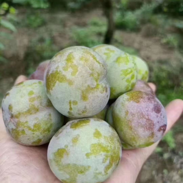 云南绥江半边红李子