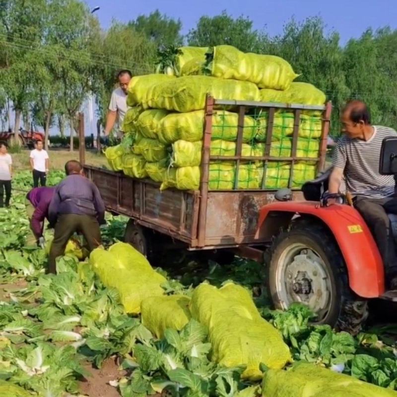 黄心大白菜坝上夏季蔬菜种植基地产地批发