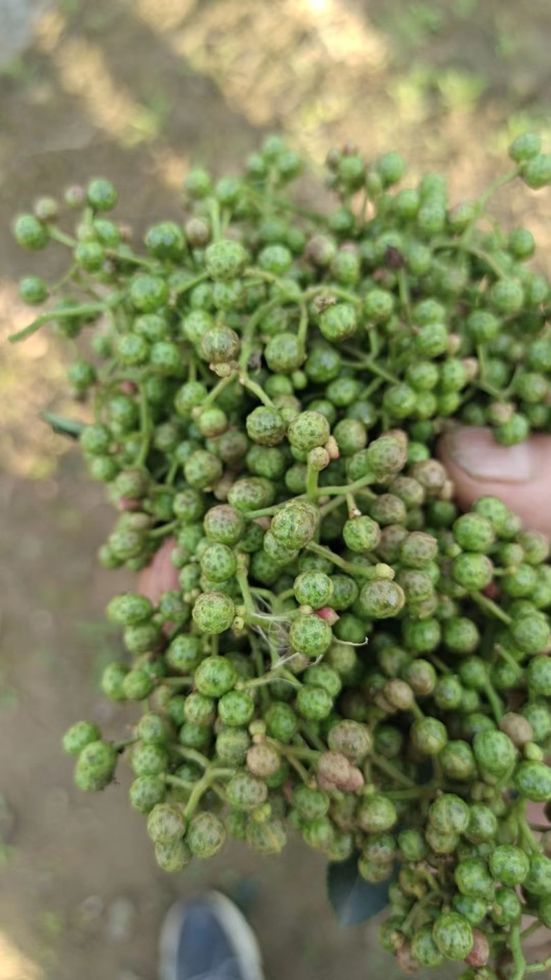 渭南秦塬花椒合作社青花椒大红袍花椒，鲜花椒需要的联系