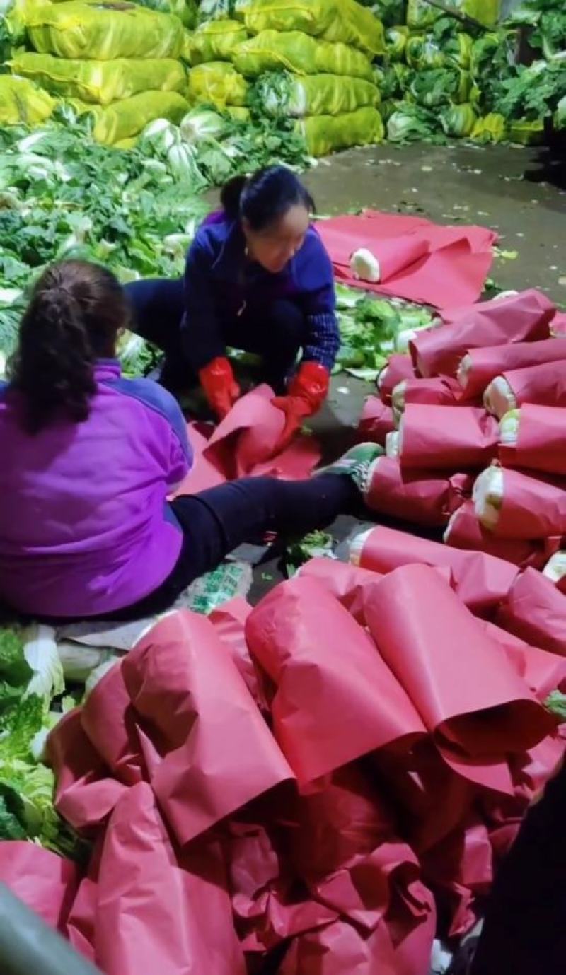 张北县玲珑黄黄心大白菜4-6斤产地直供