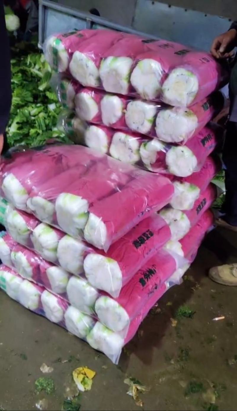 河北张家口坝上大白菜张北县黄心大白菜欢迎来电咨询