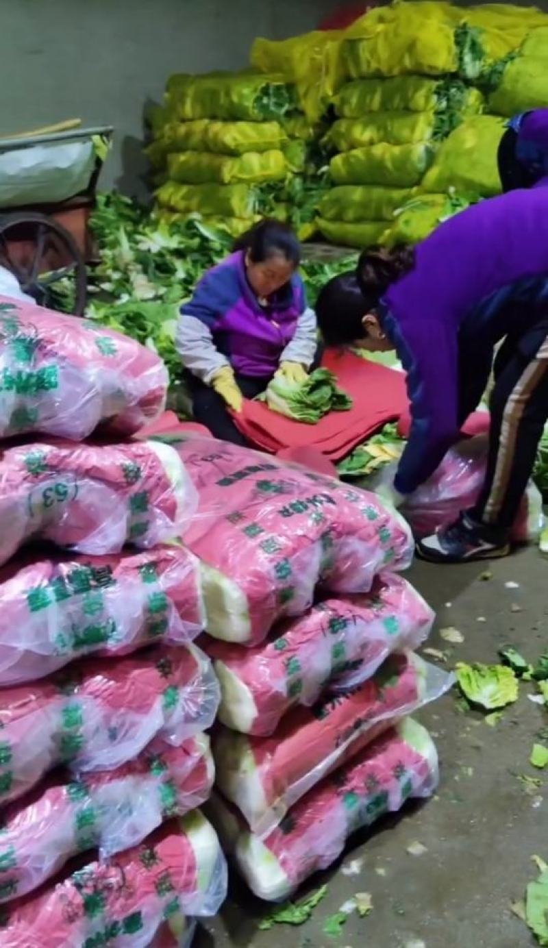河北张家口坝上大白菜张北县黄心大白菜欢迎来电咨询