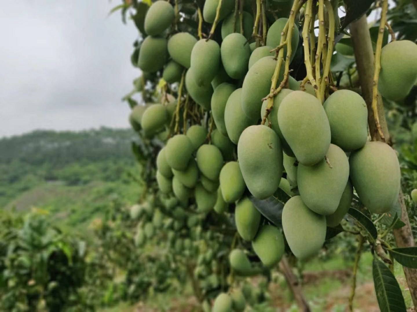 台农芒果园实景图