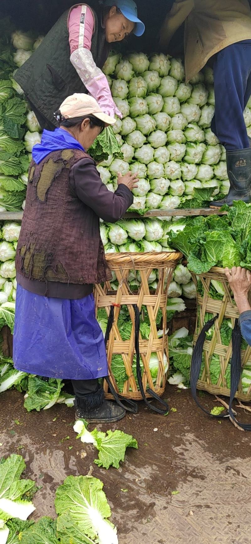 蔬菜，叶菜类，白菜，黄心白菜，翠绿白菜，清甜爽口白菜