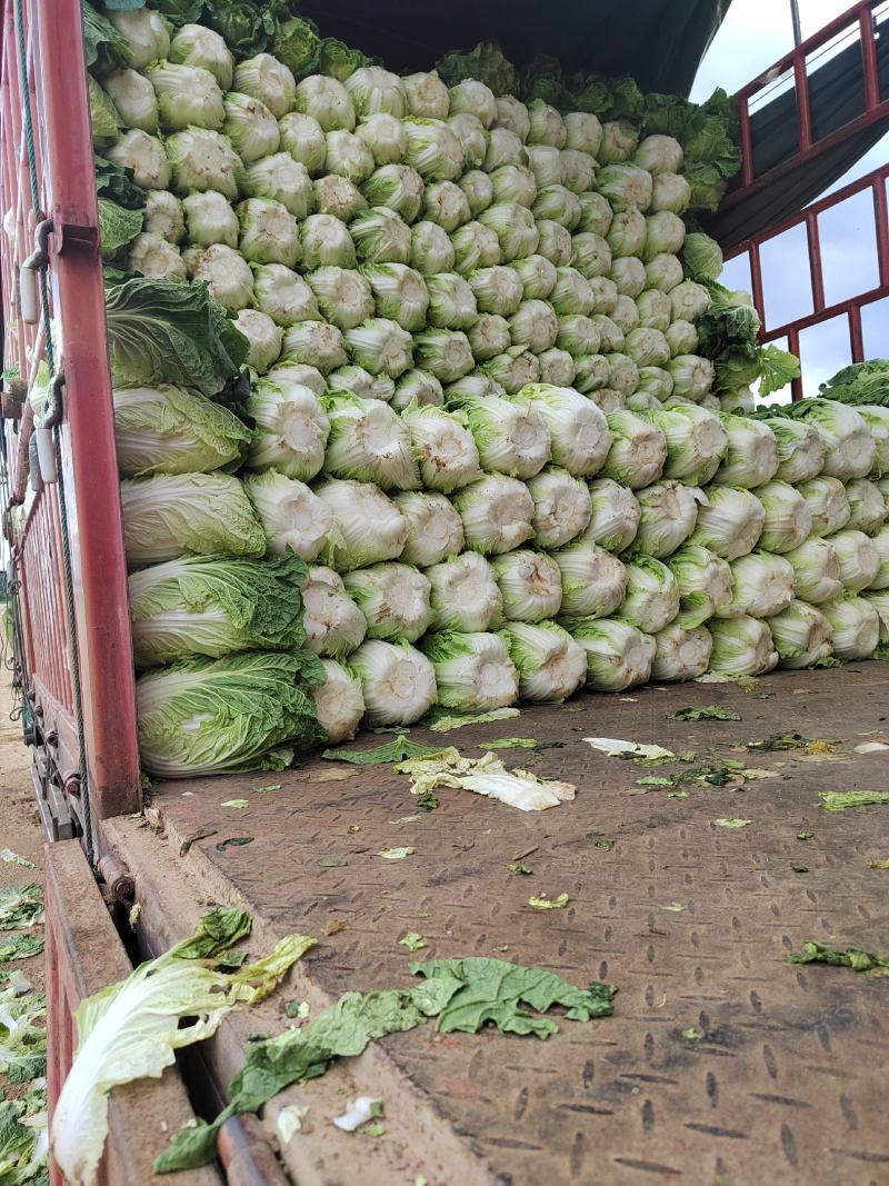 蔬菜，叶菜类，白菜，黄心白菜，翠绿白菜，清甜爽口白菜