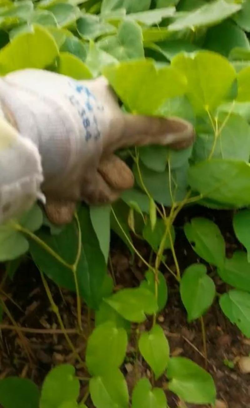 辽宁.淫羊藿（三枝九叶草）根、茎叶出售（自家林下）