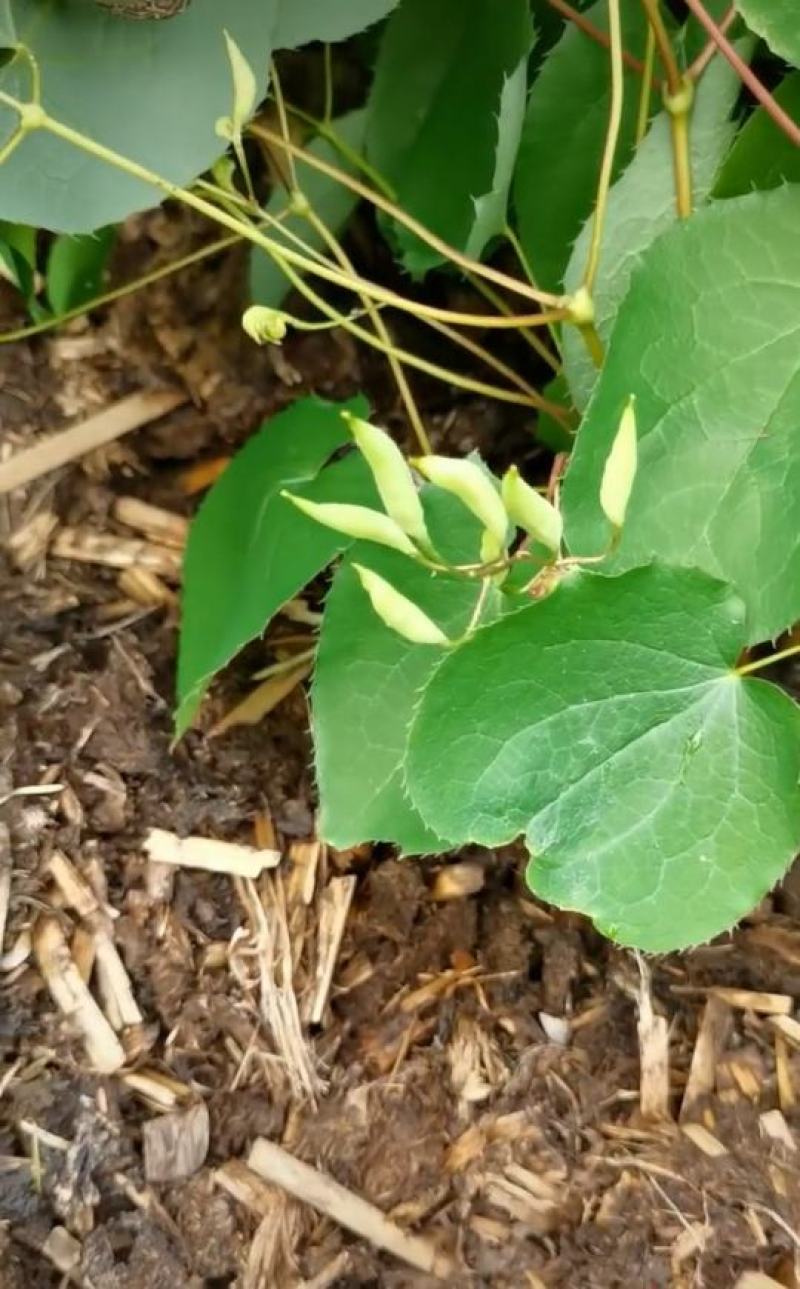 辽宁.淫羊藿（三枝九叶草）根、茎叶出售（自家林下）