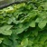 辽宁.淫羊藿（三枝九叶草）根、茎叶出售（自家林下）