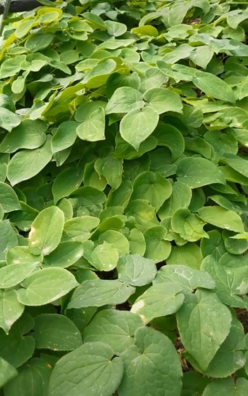 辽宁.淫羊藿（三枝九叶草）根、茎叶出售（自家林下）
