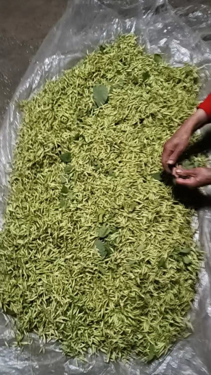 辽宁.淫羊藿（三枝九叶草）根、茎叶出售（自家林下）
