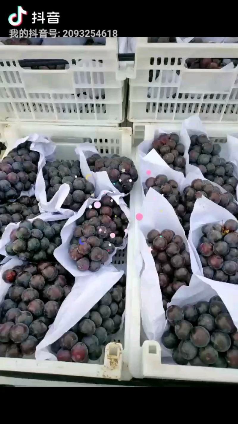 安徽省宿州市萧县永固镇夏黑葡萄基地