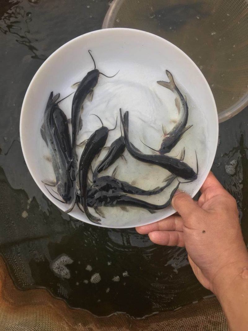 斑点叉尾鮰鱼苗叉尾鱼苗淡水人工养殖免费提供养殖技术