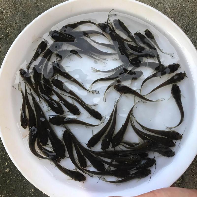 斑点叉尾鮰鱼苗叉尾鱼苗淡水人工养殖免费提供养殖技术