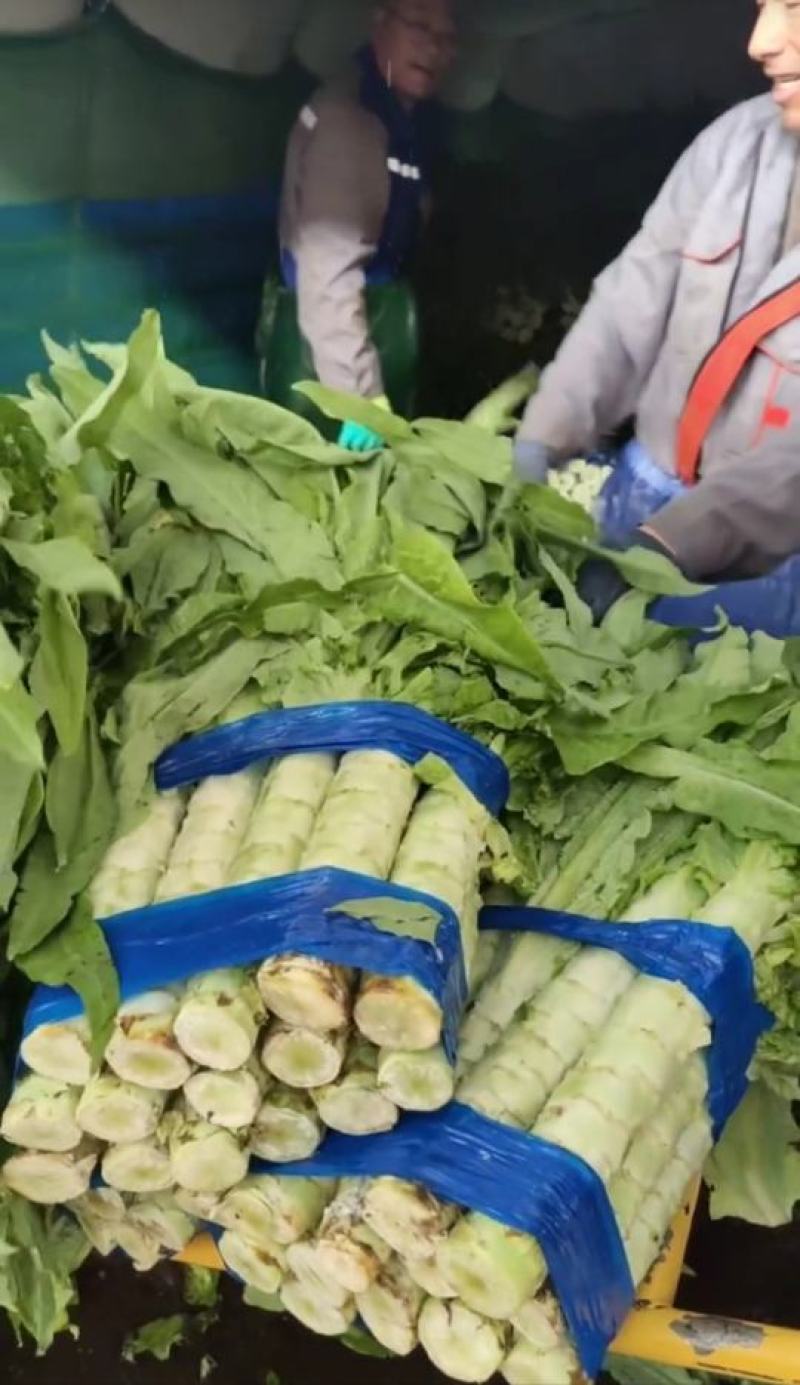 青皮绿肉莴笋张北莴笋三青皮莴笋