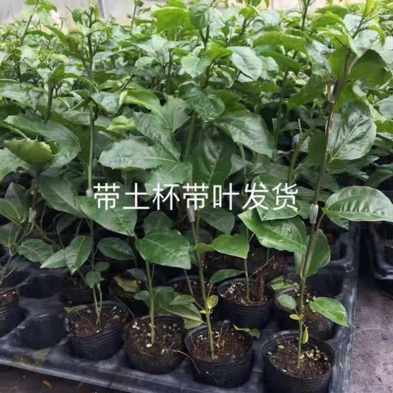 钦密9号黄金百香果苗嫁接苗纯甜黄金不酸南北方种植耐寒