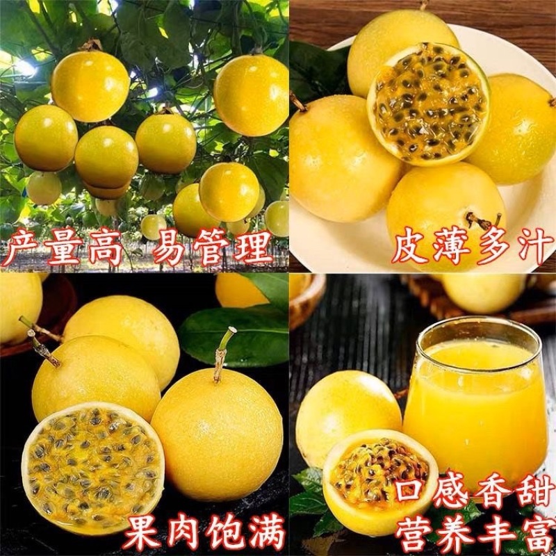 钦密9号黄金百香果苗嫁接苗纯甜黄金不酸南北方种植耐寒