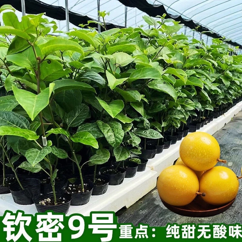钦密9号黄金百香果苗嫁接苗纯甜黄金不酸南北方种植耐寒