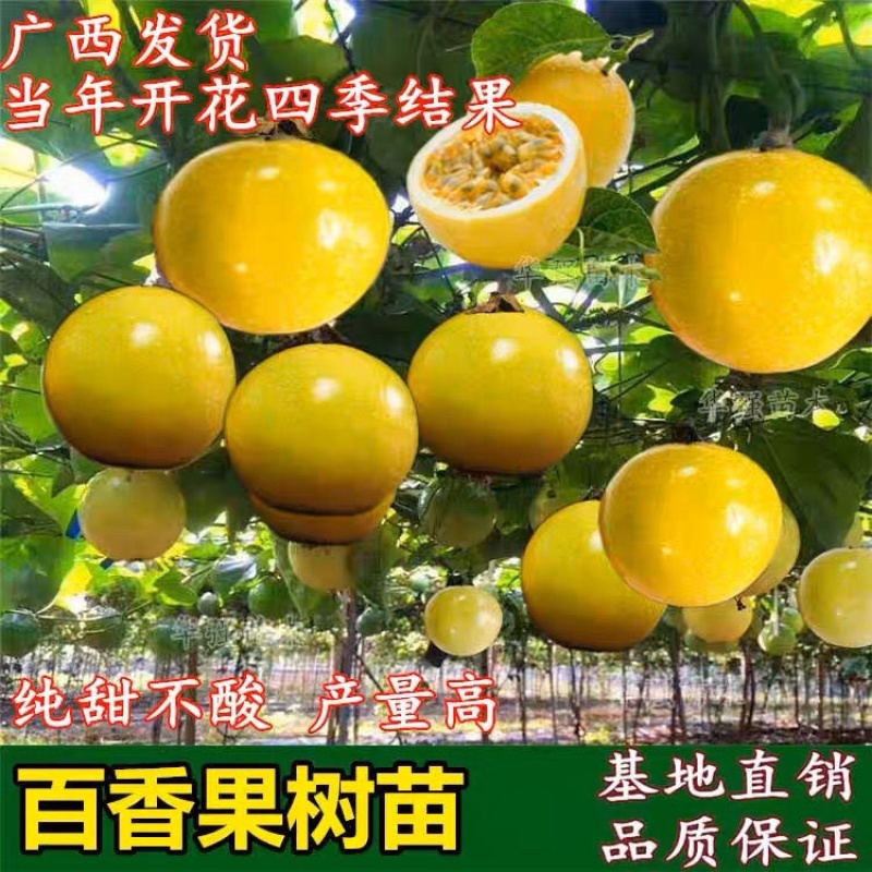 钦密9号黄金百香果苗嫁接苗纯甜黄金不酸南北方种植耐寒