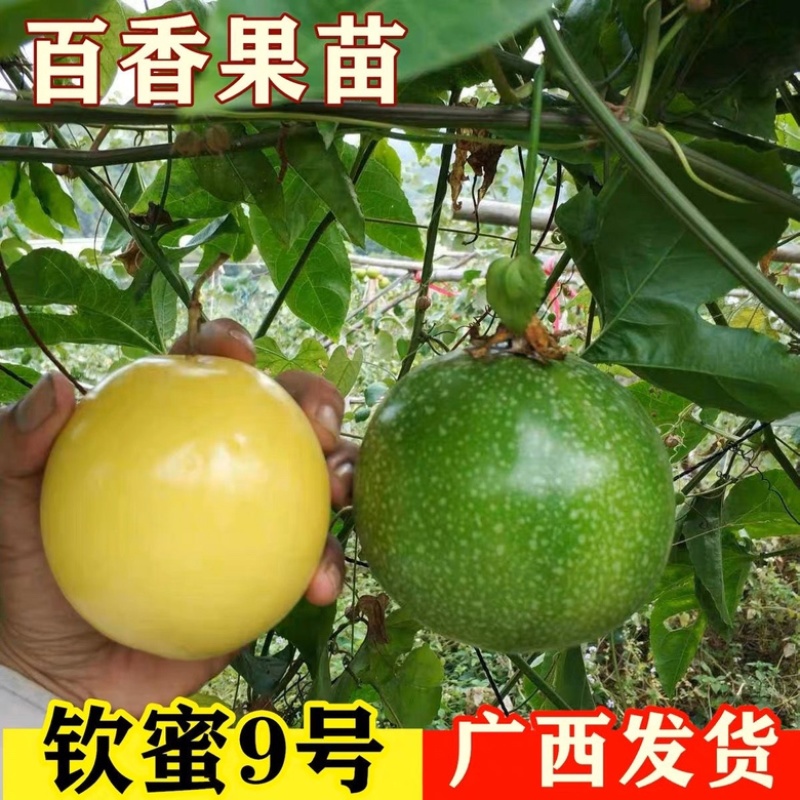钦密9号黄金百香果苗嫁接苗纯甜黄金不酸南北方种植耐寒