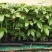 钦密9号黄金百香果苗嫁接苗纯甜黄金不酸南北方种植耐寒