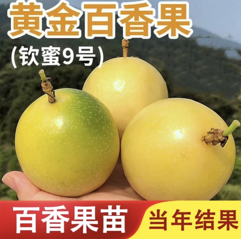 钦密9号黄金百香果苗嫁接苗纯甜黄金不酸南北方种植耐寒