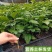 钦密9号黄金百香果苗嫁接苗纯甜黄金不酸南北方种植耐寒
