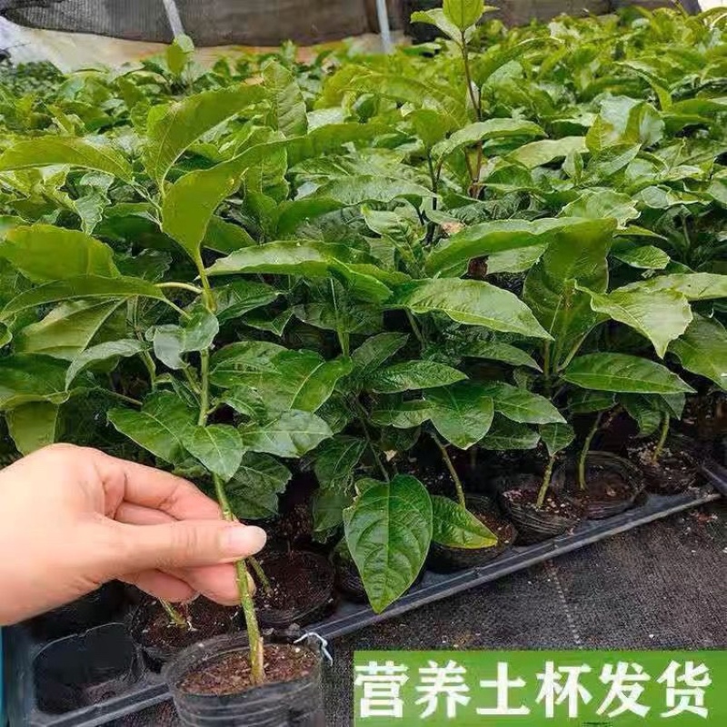 钦密9号黄金百香果苗嫁接苗纯甜黄金不酸南北方种植耐寒