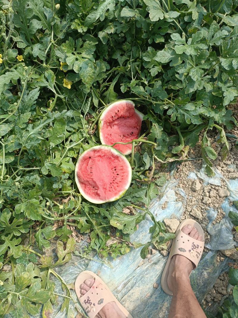 无籽美都，产地直销量大优惠，现场看货，免费吃住，诚信经营