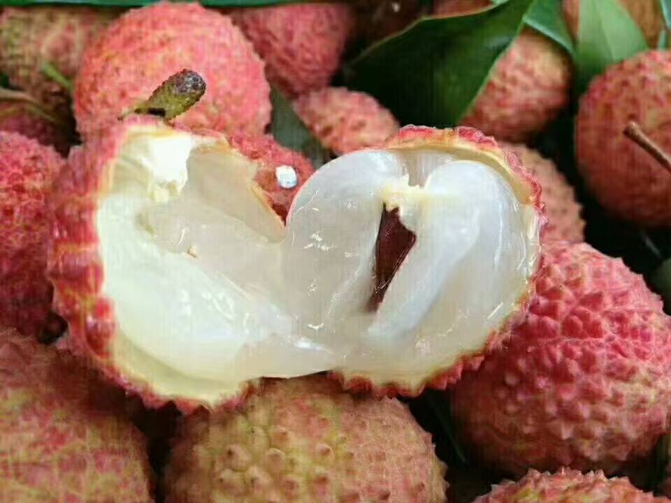 桂味荔枝与其他品种对比图