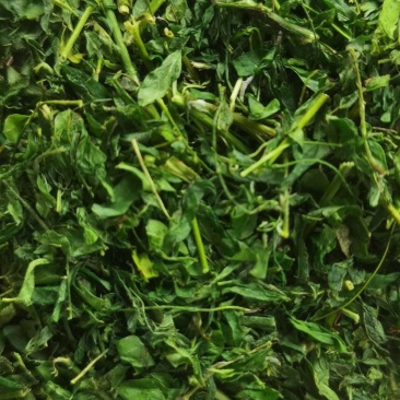 【精选】相思茶，鸡骨草茶，相思茶农家自产货源充足全国发货