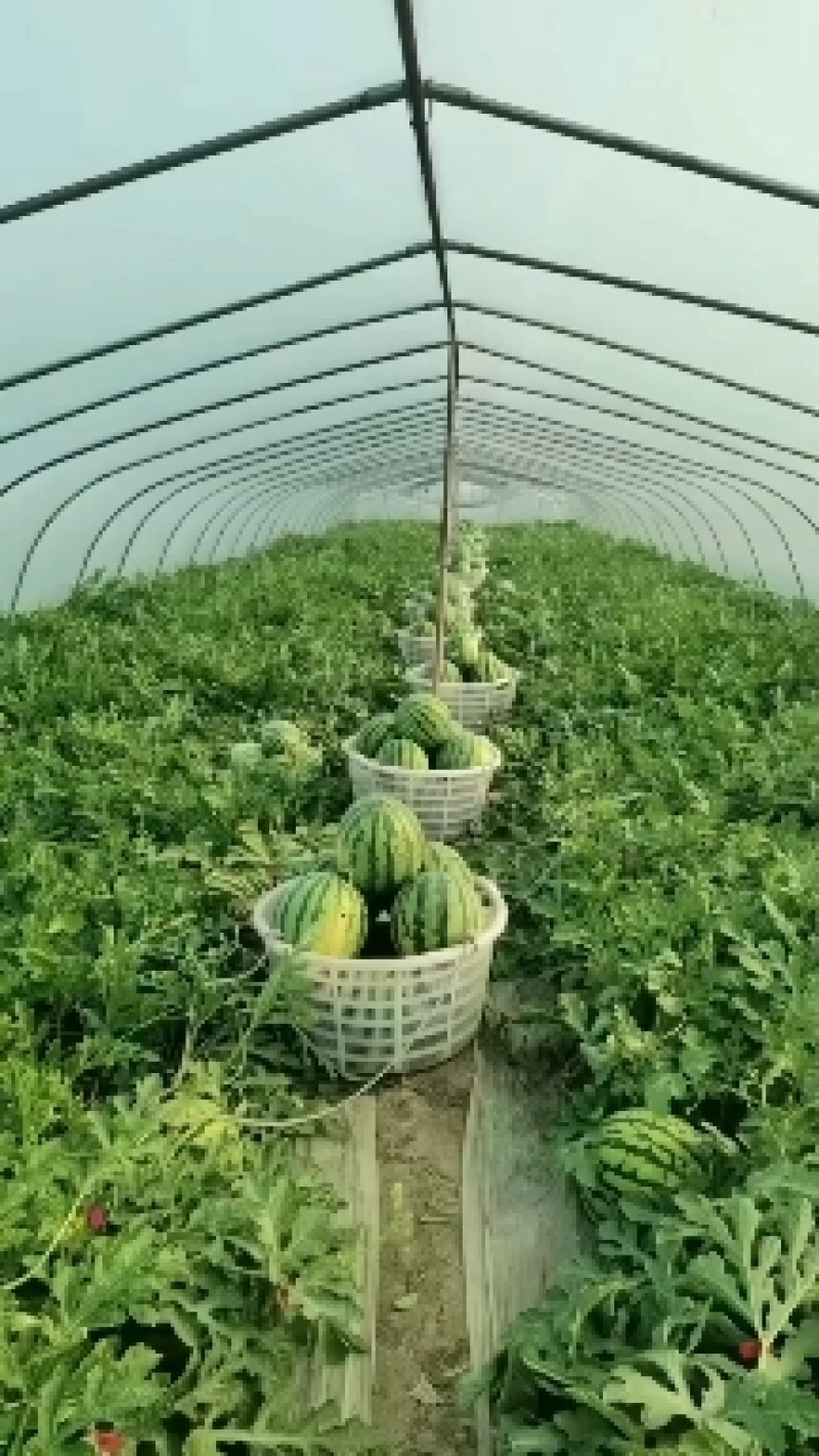 浙江无籽麒麟瓜，皮薄脆甜，糖度高
