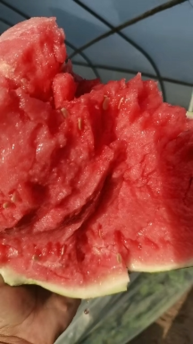 浙江无籽麒麟瓜，皮薄脆甜，糖度高