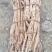 野生桑白皮，年份长皮厚，色泽白无霉