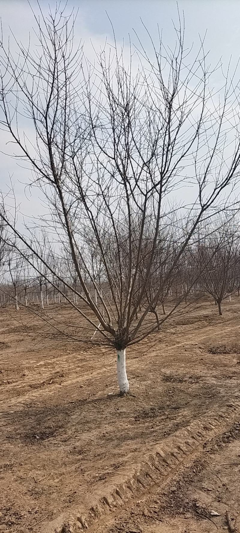 红叶碧桃