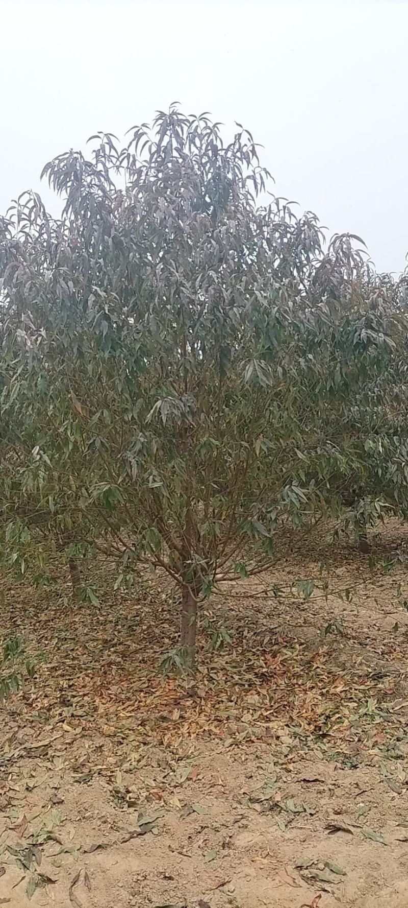 红叶碧桃
