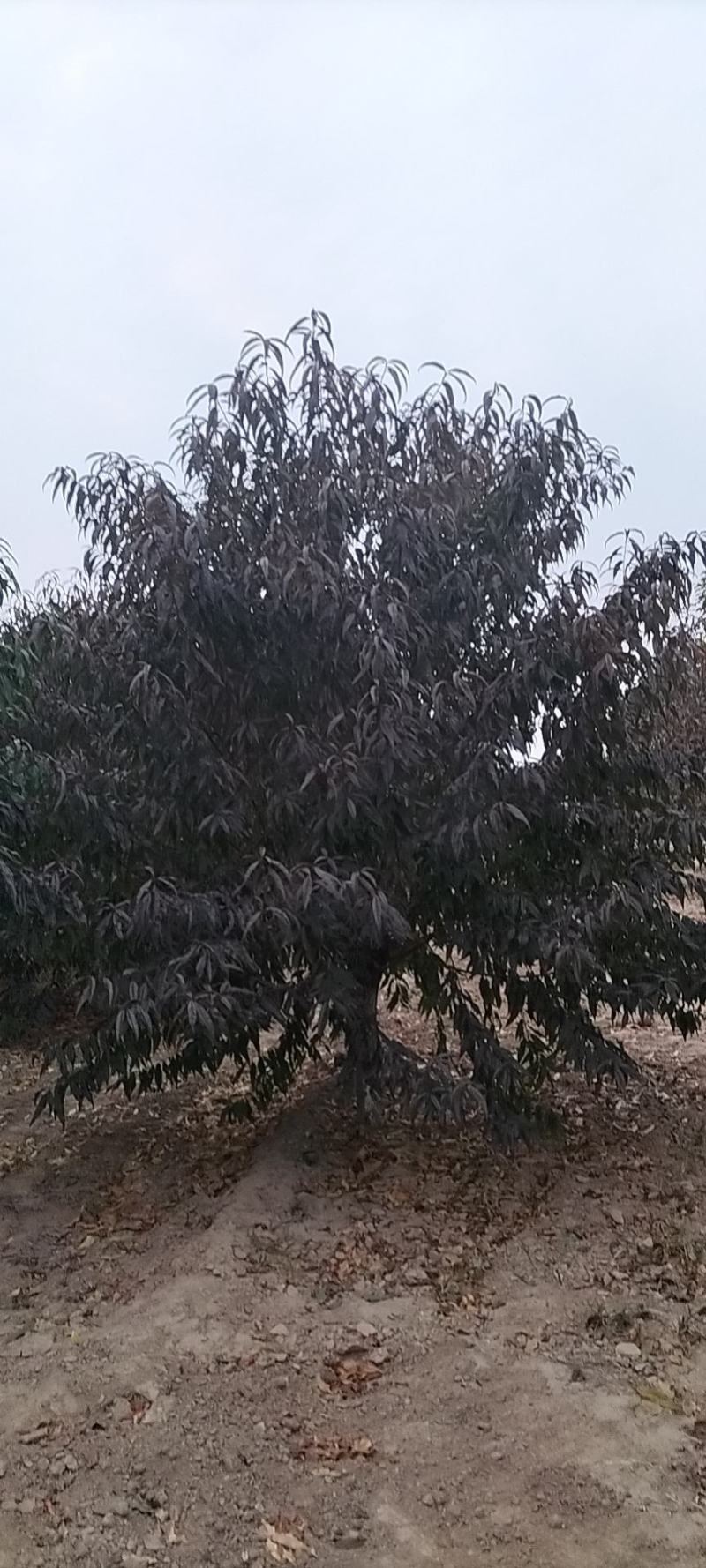 红叶碧桃
