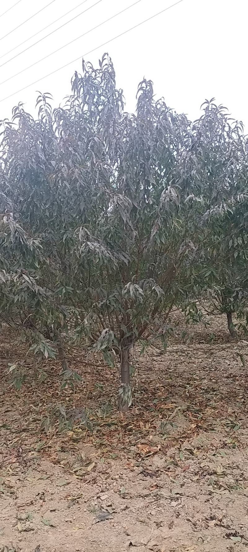 红叶碧桃