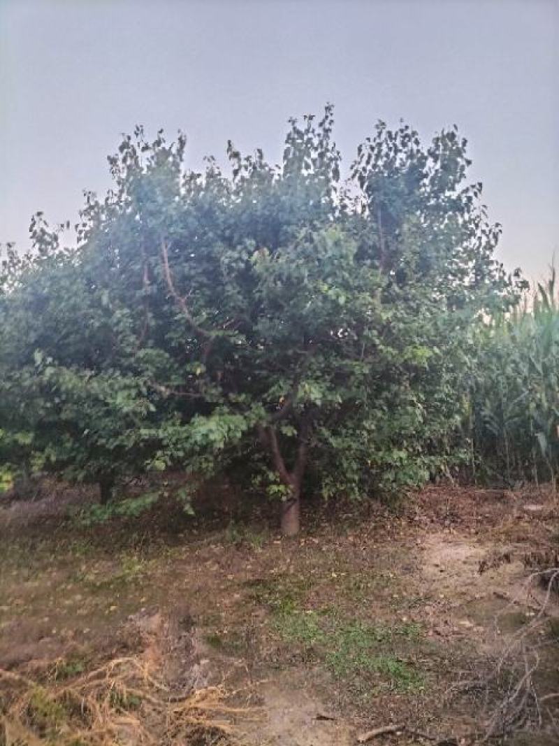 山杏