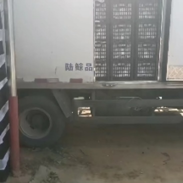 青翠李小青脆一手货源大吨位供应