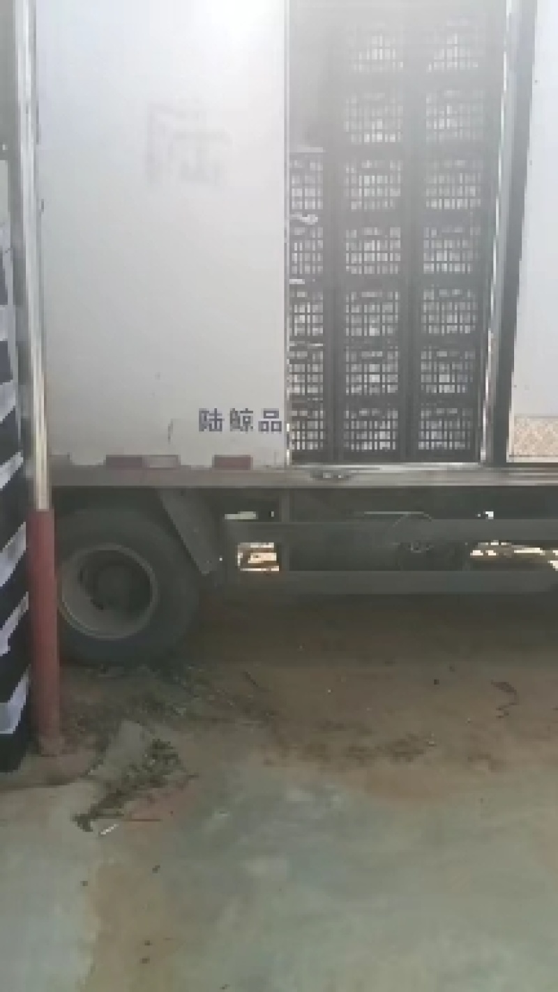 青翠李小青脆一手货源大吨位供应