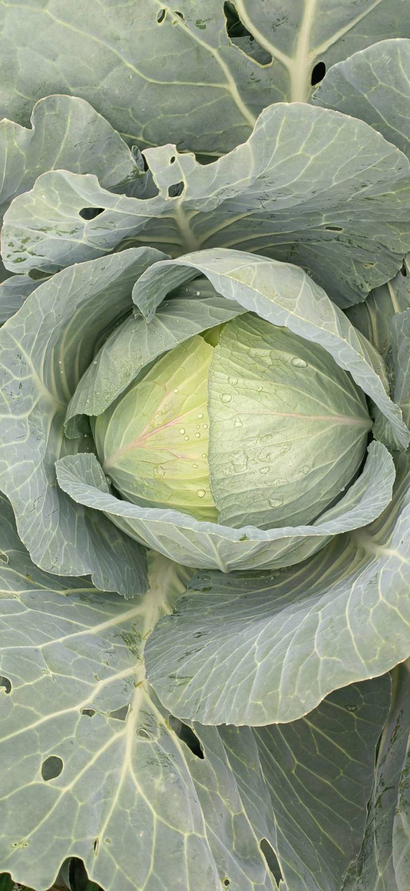 威宁连花白奥奇丽奥奇丽大量上市34567