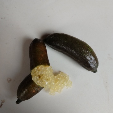 柠檬苗手指柠檬指橙手指柠檬苗柠檬树苗